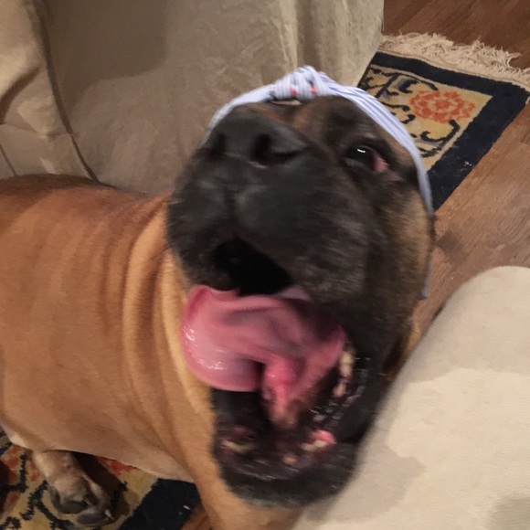 Other - shelby the dog. I HAVE A COMPELLING OFFER!!! Other - shelby the dog. I HAVE A COMPELLING OFFER!!!
